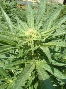 marijuana-plant-52691-m