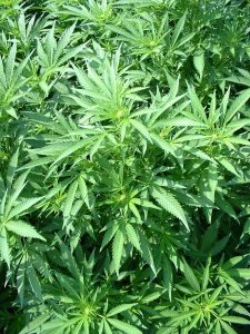 marijuana-plants-225x300